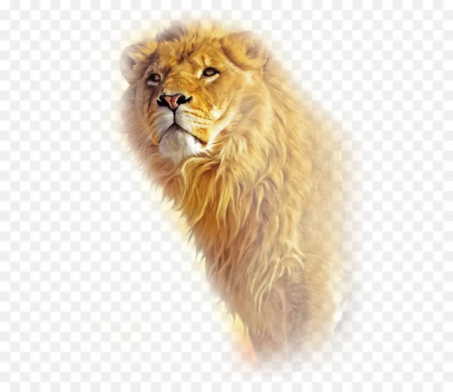 Lion，Sauvage PNG