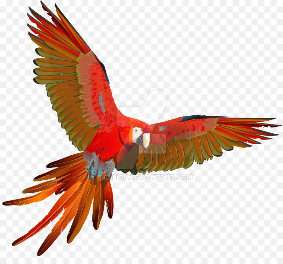 Ara，Scarlet Macaw PNG