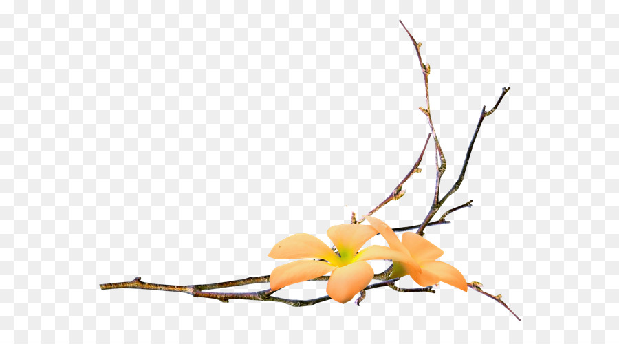 Branche，Fleur PNG