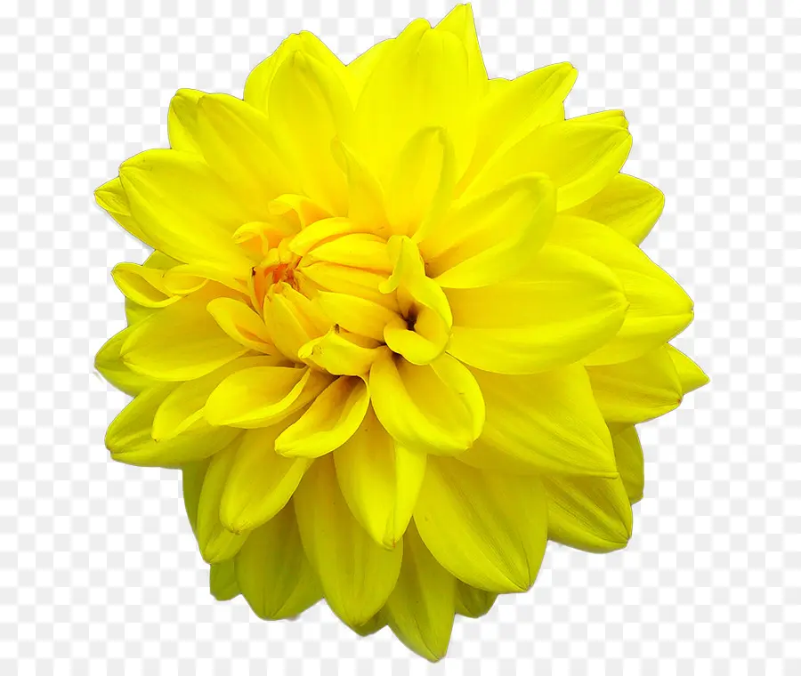 Dahlia，Fleur PNG