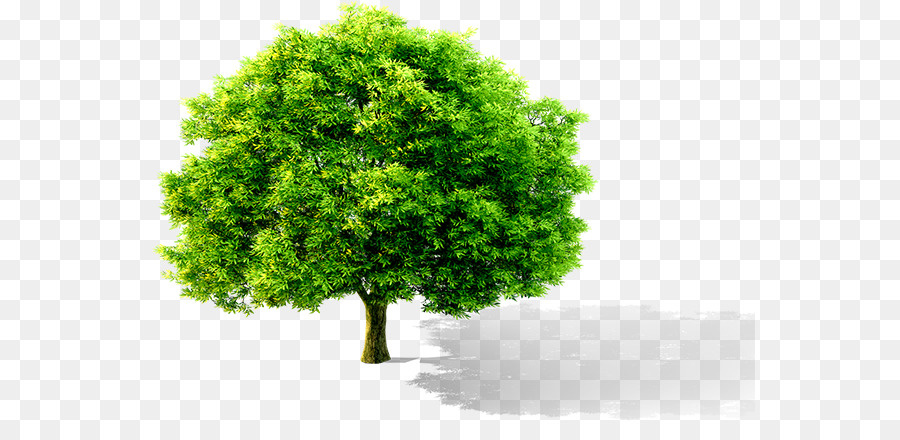 Arbre Vert，Nature PNG