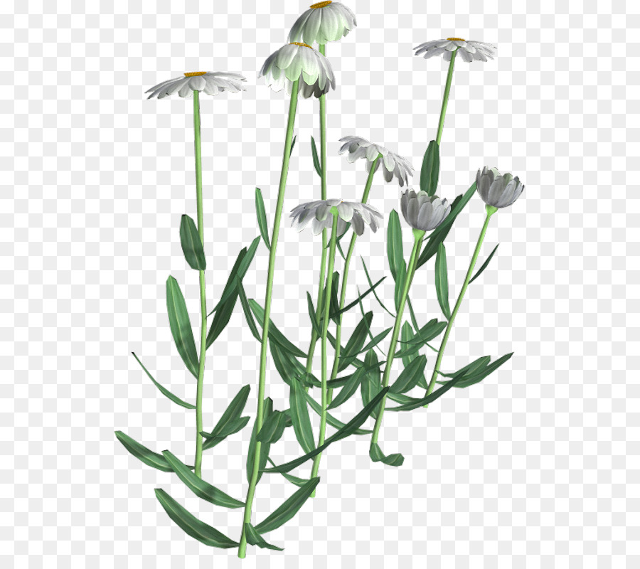 Fleur，L Herboristerie PNG