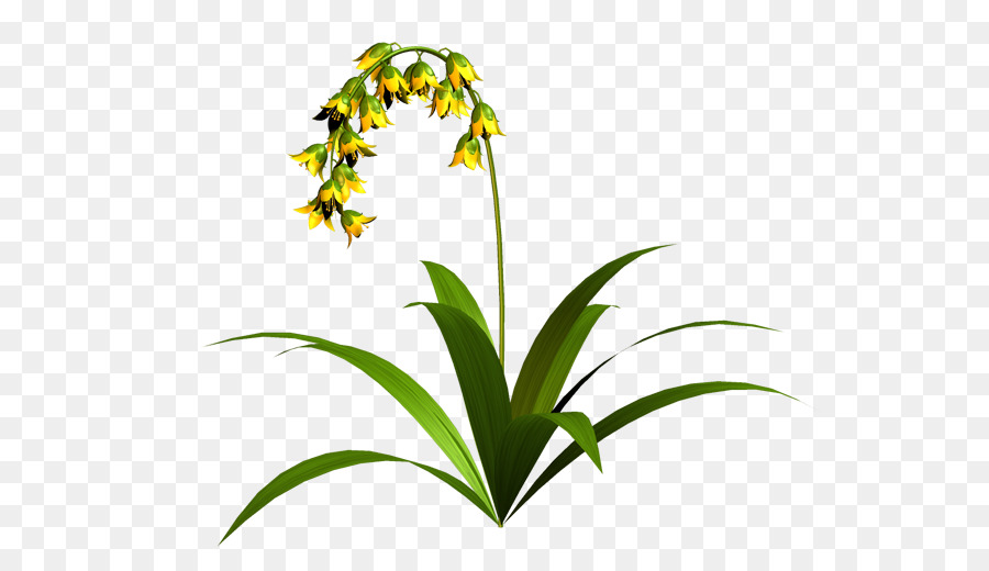 Herbes，Flowerpot PNG