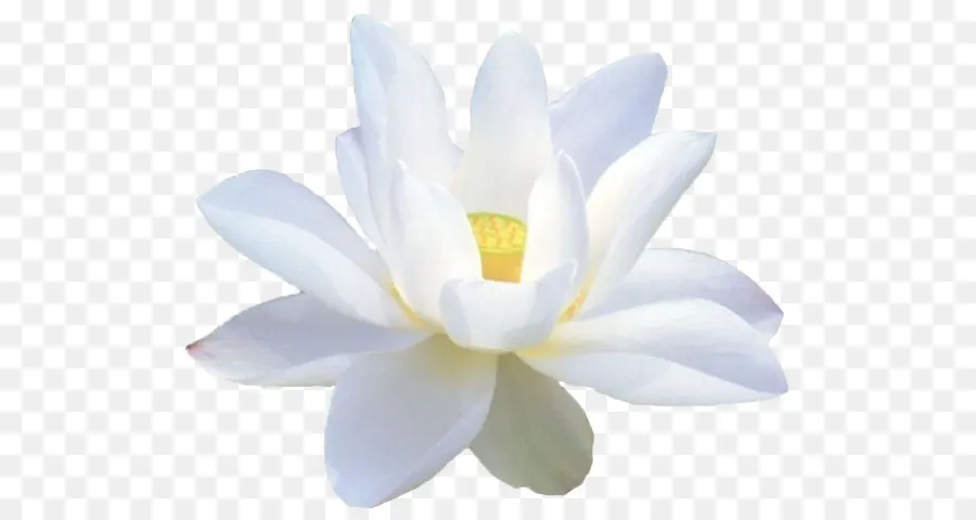 Lotus Blanc，Pétales PNG