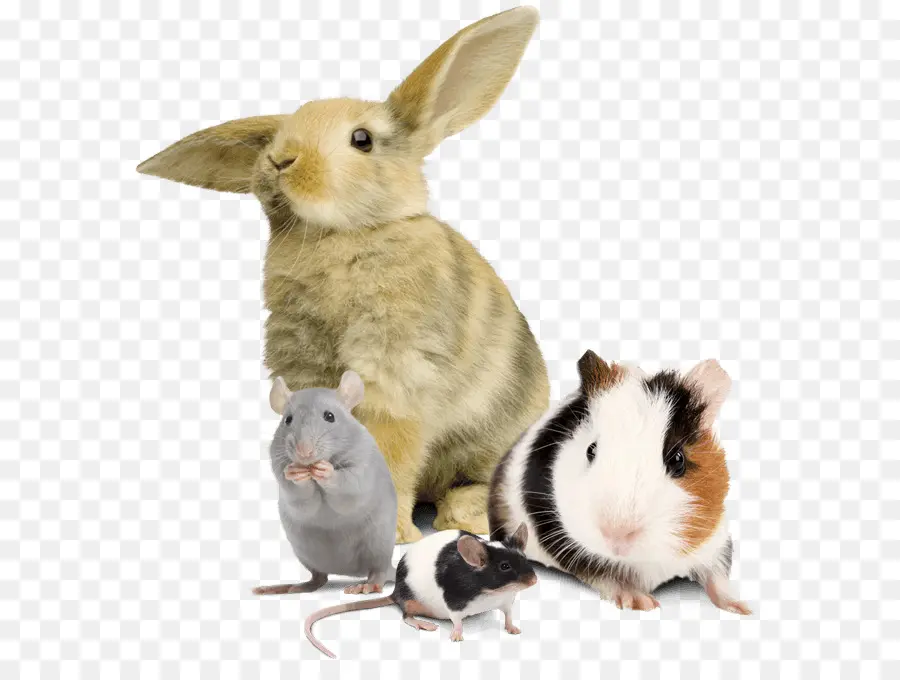 Petits Animaux，Lapin PNG