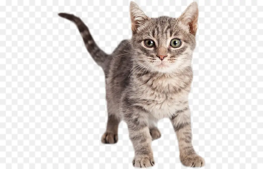 Chat，Animal De Compagnie PNG