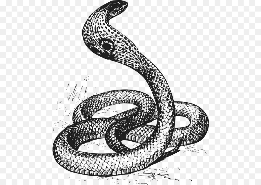 Serpent，Dangereux PNG