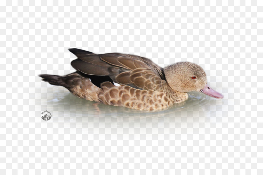 Colvert，Canard PNG