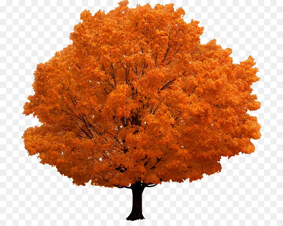 Arbre，Feuilles PNG