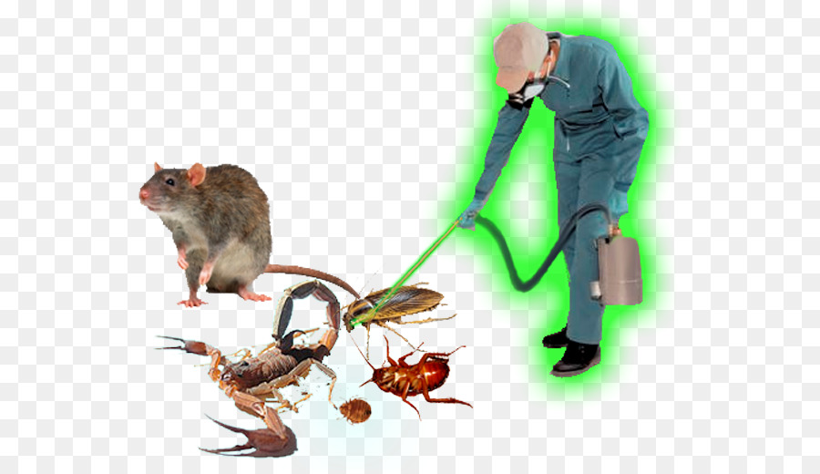 Rat，Ravageur PNG