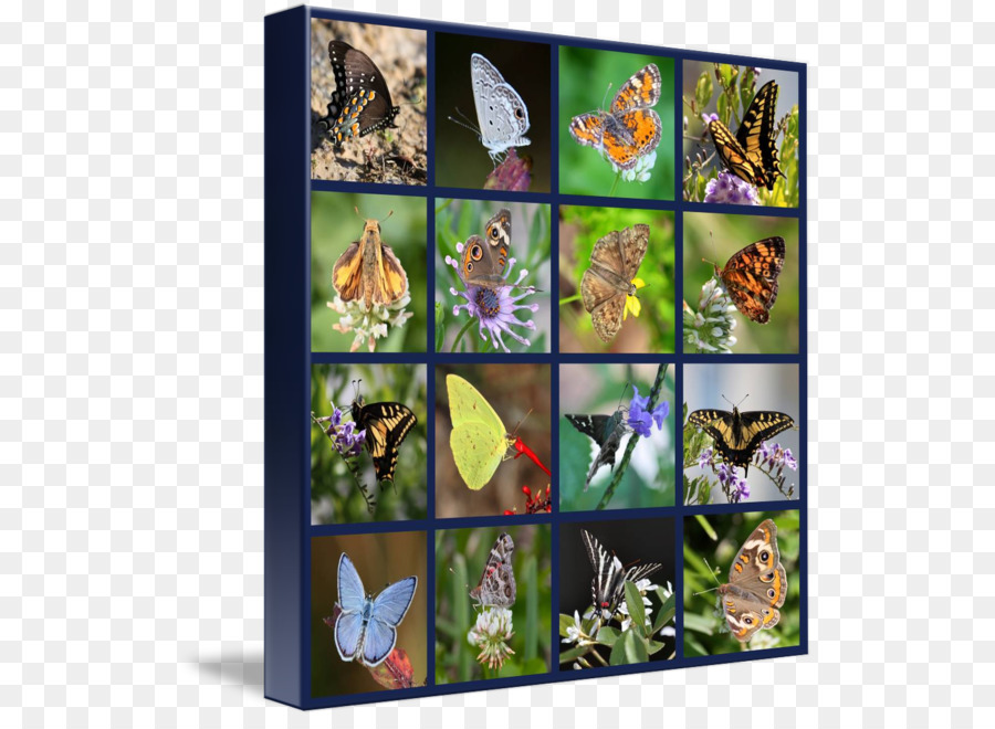 Papillon Monarque，Collage PNG