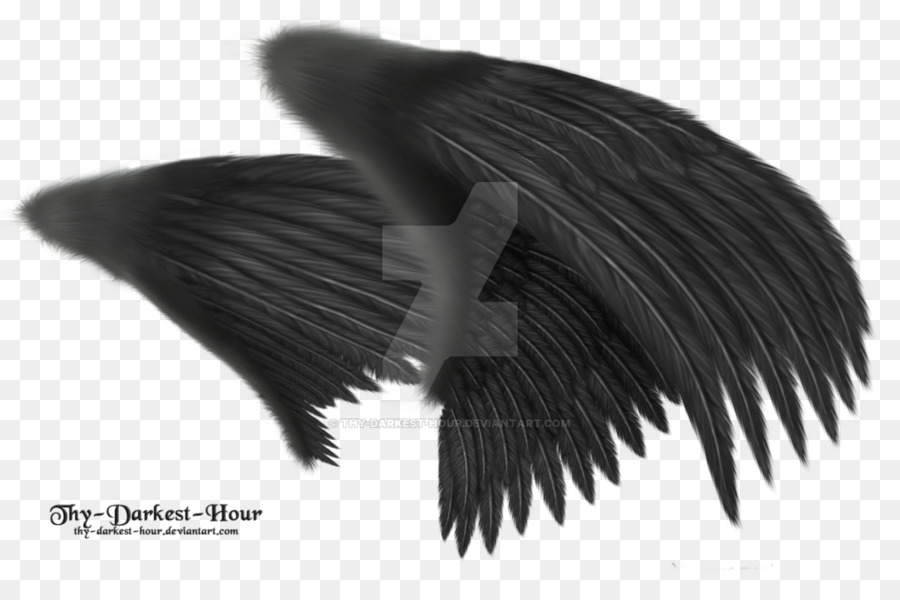 Ailes Noires，Plumes PNG