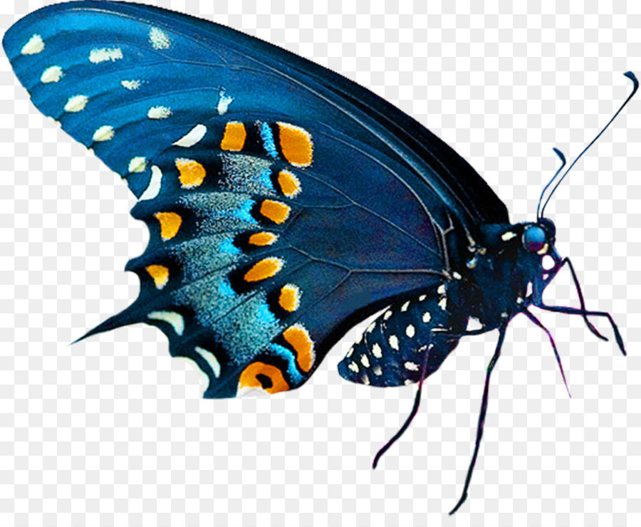 Papillon，Insecte PNG