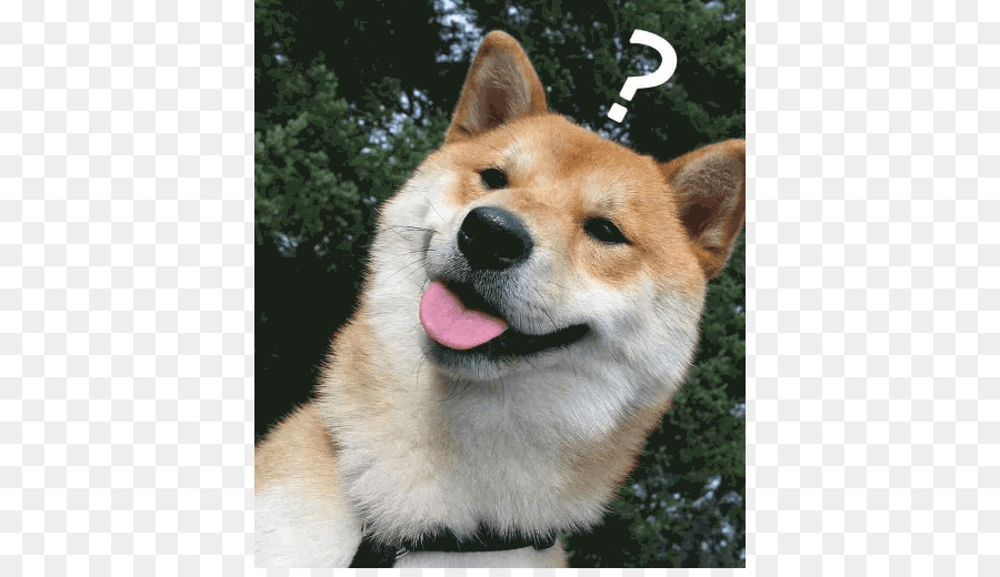 Chien，Shiba Inu PNG