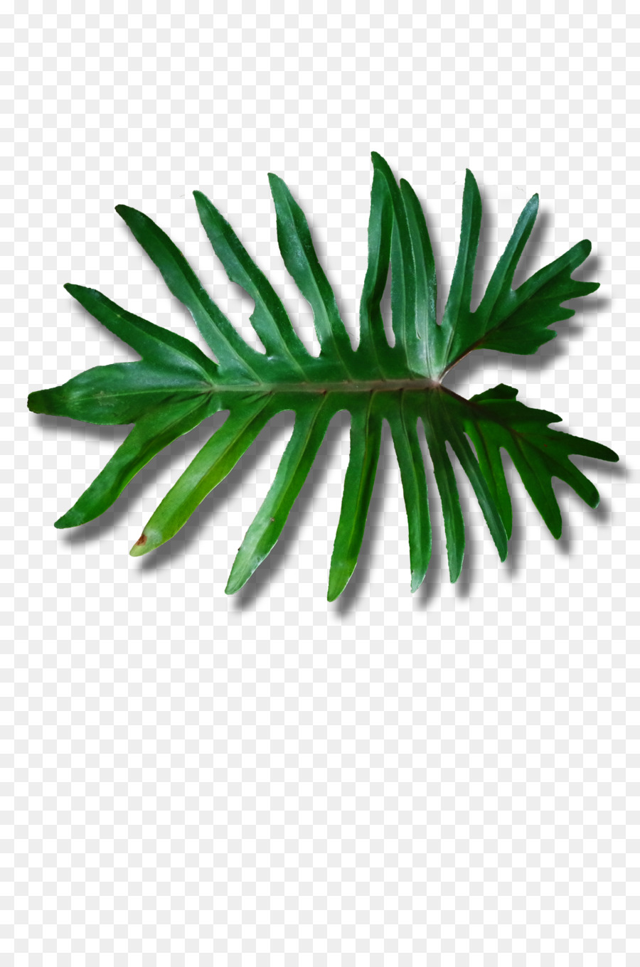 Arbre Vert，Usine PNG