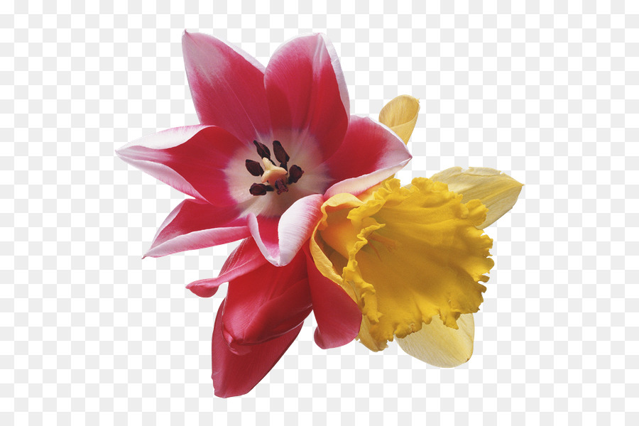 Fleurs，Fleurir PNG