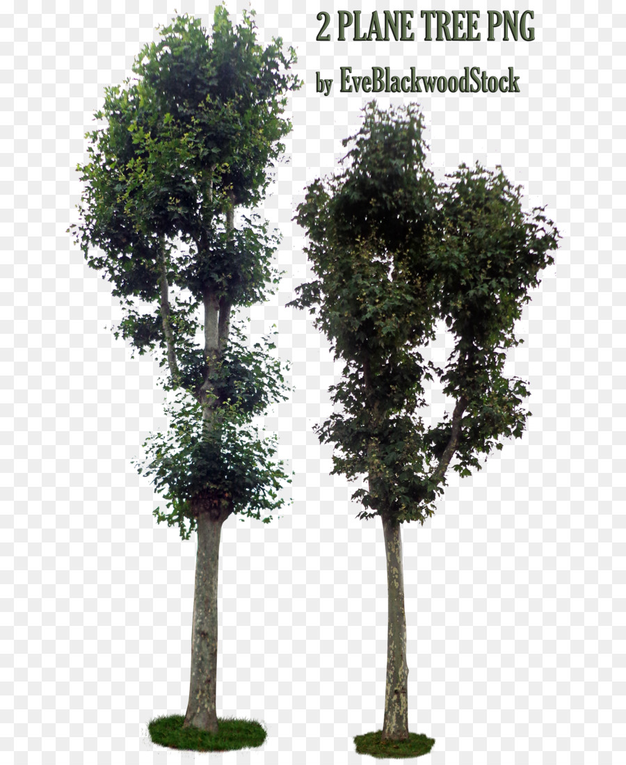 Arbre，Usine PNG