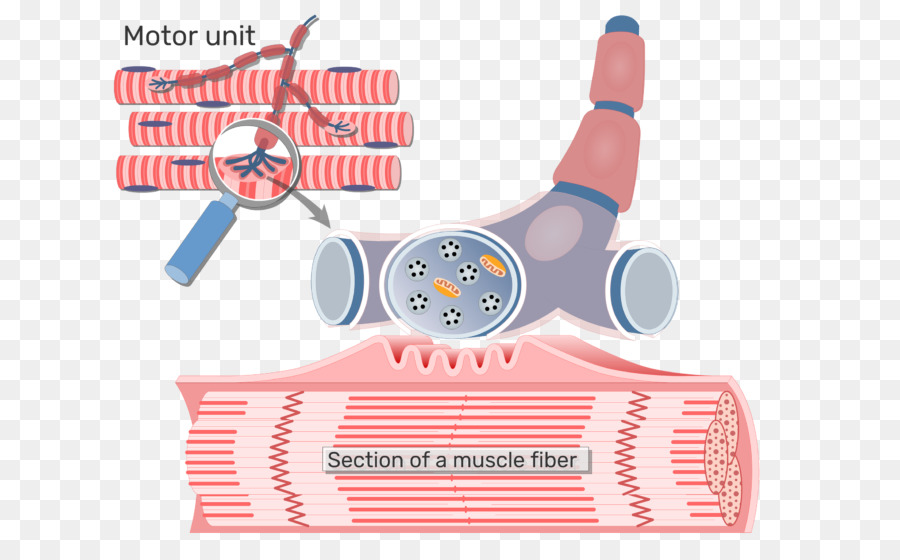 Fibre Musculaire，Tissu PNG