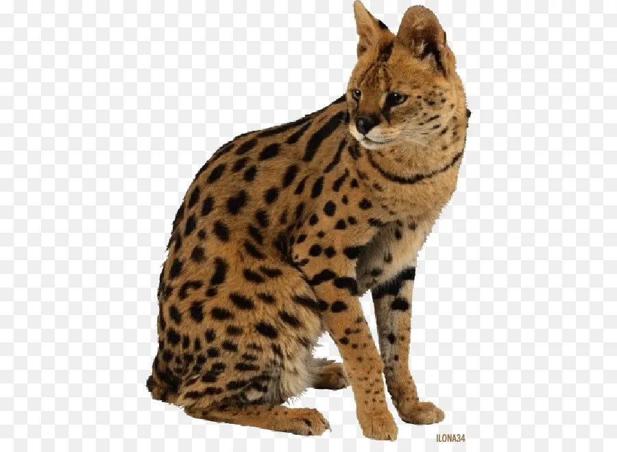 Serval，Chat PNG