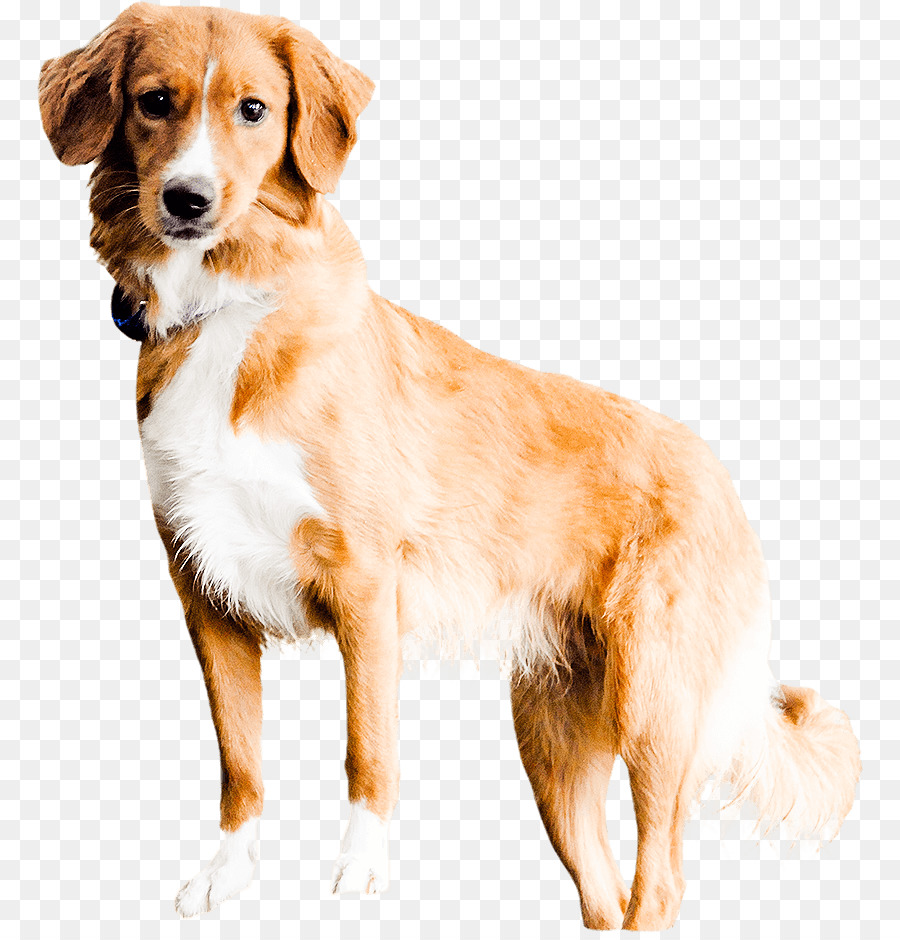 Le Nova Scotia Duck Tolling Retriever，Golden Retriever PNG