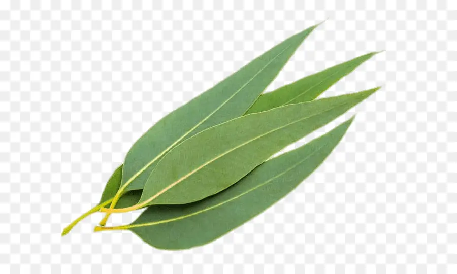 Feuilles D'eucalyptus，Vert PNG