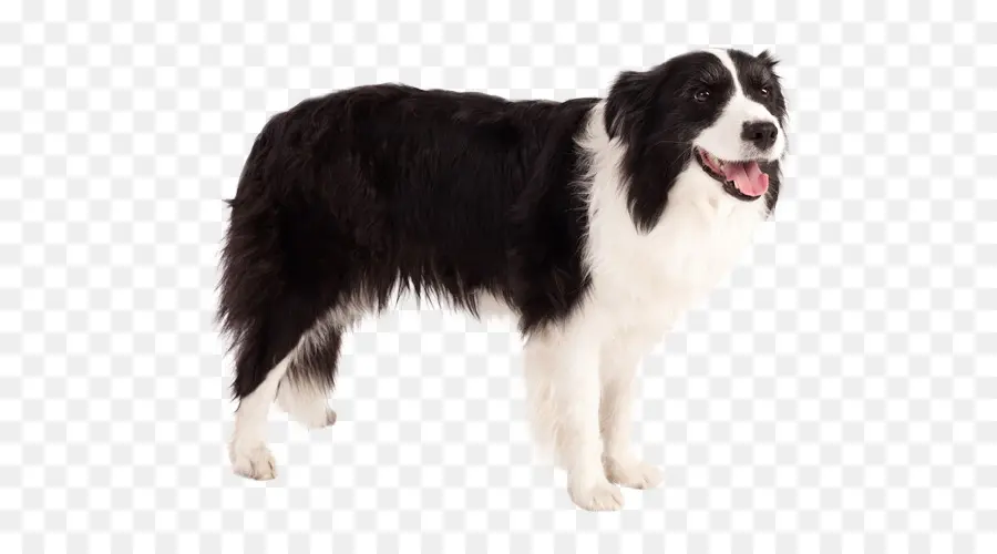 Chien，Animal De Compagnie PNG