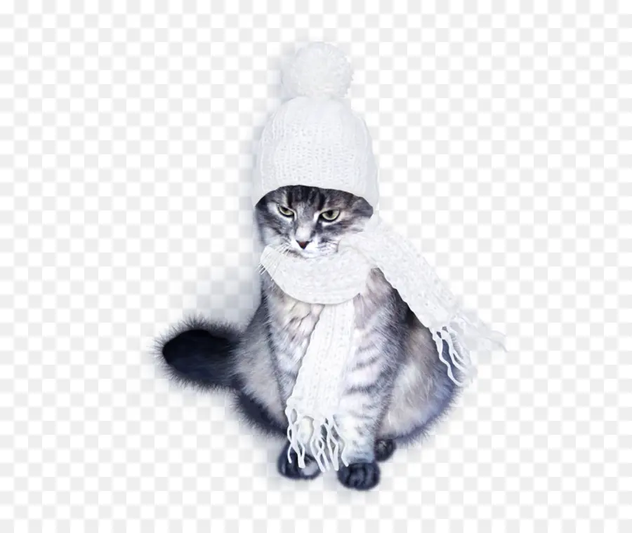 Chat Dans Les Vêtements D'hiver，Chapeau PNG