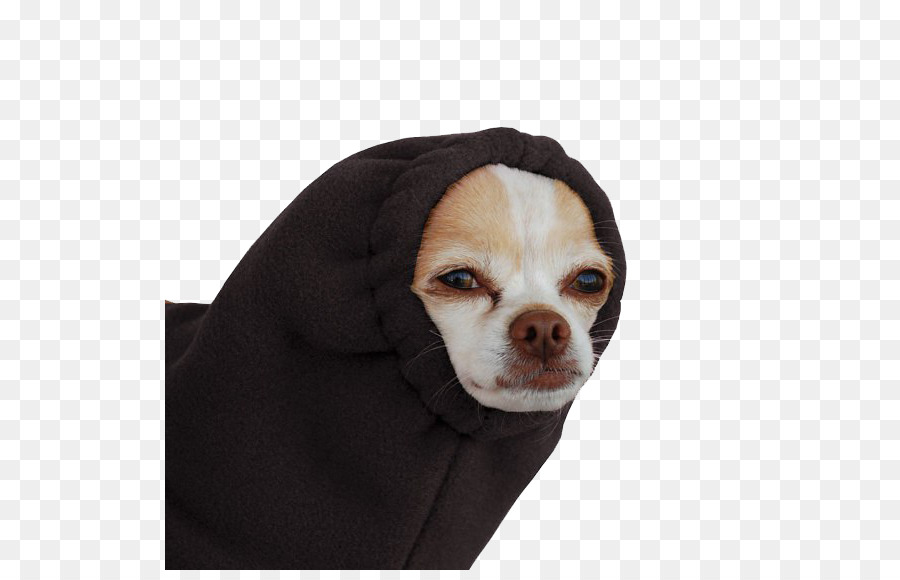 Main，Chihuahua PNG