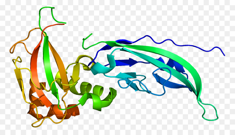Structure Des Protéines，Molécule PNG