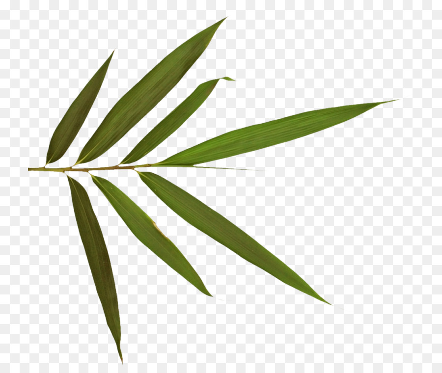 Feuille，Nature PNG