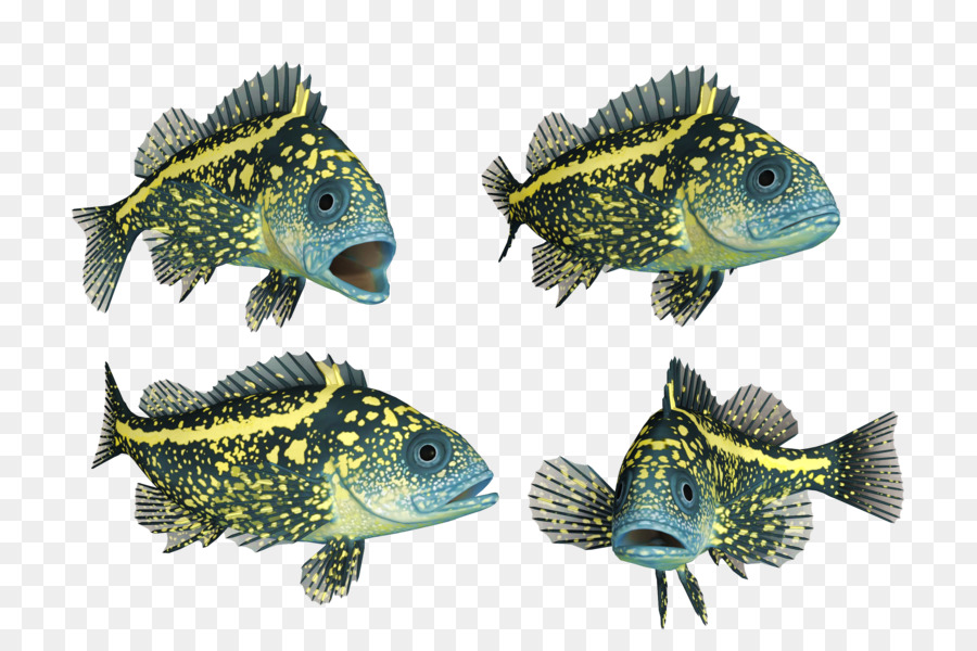 Poisson，Paire PNG