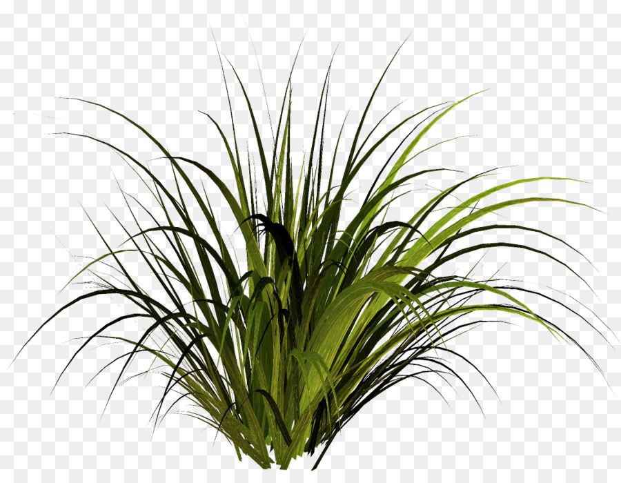 Plante En Pot，Pot PNG