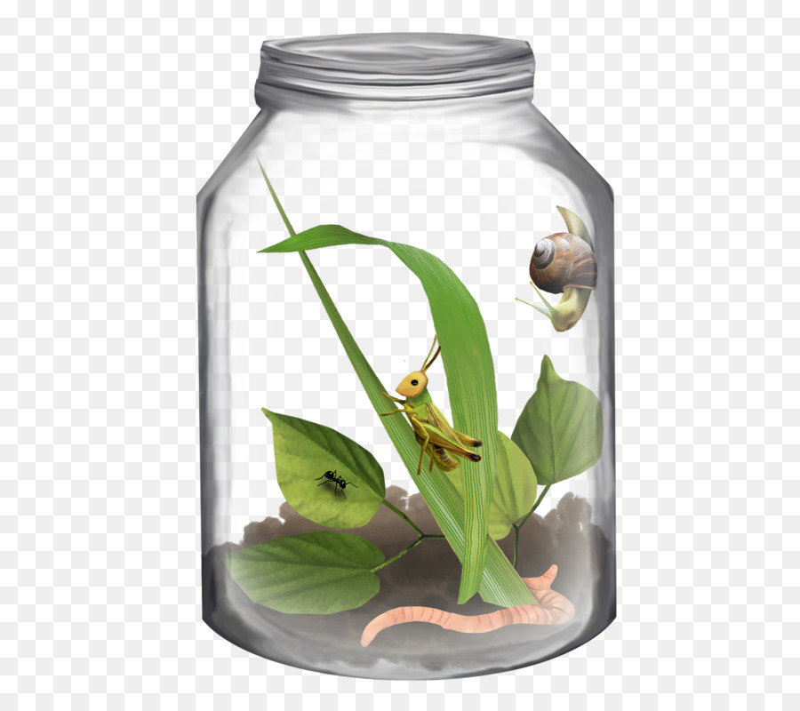 Insectes En Pot，Sauterelle PNG