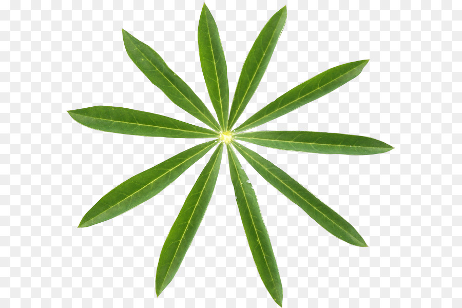 Feuille Verte，Nature PNG