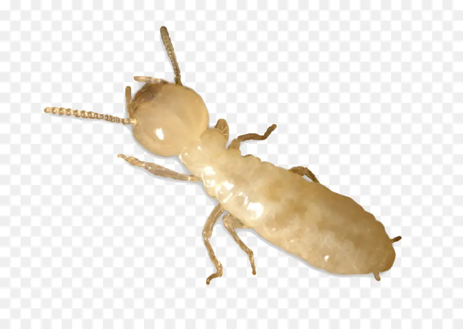 Termite，Ravageur PNG