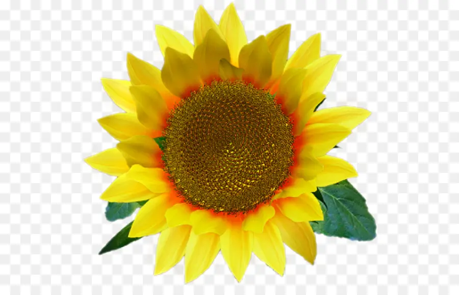 Tournesol，Jaune PNG