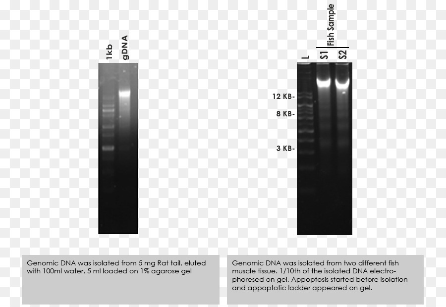 L Extraction De L Adn，La Génomique PNG