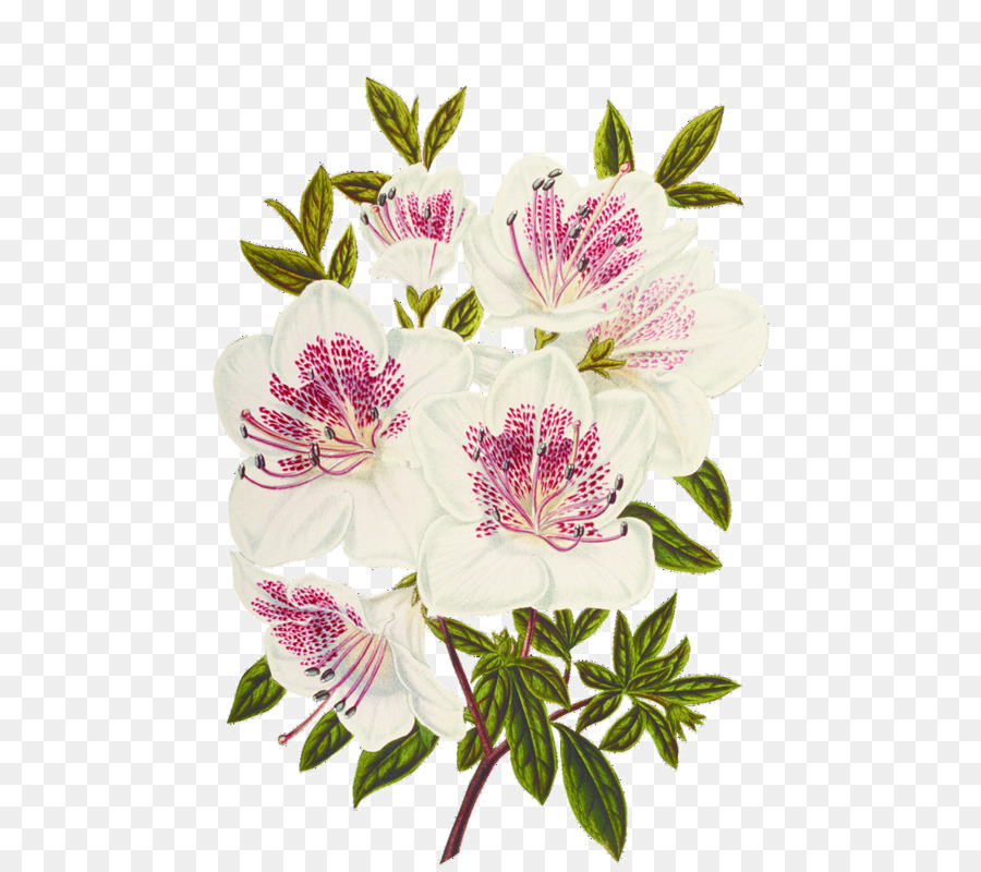 Teigne Des Orchidées，Hibiscus PNG
