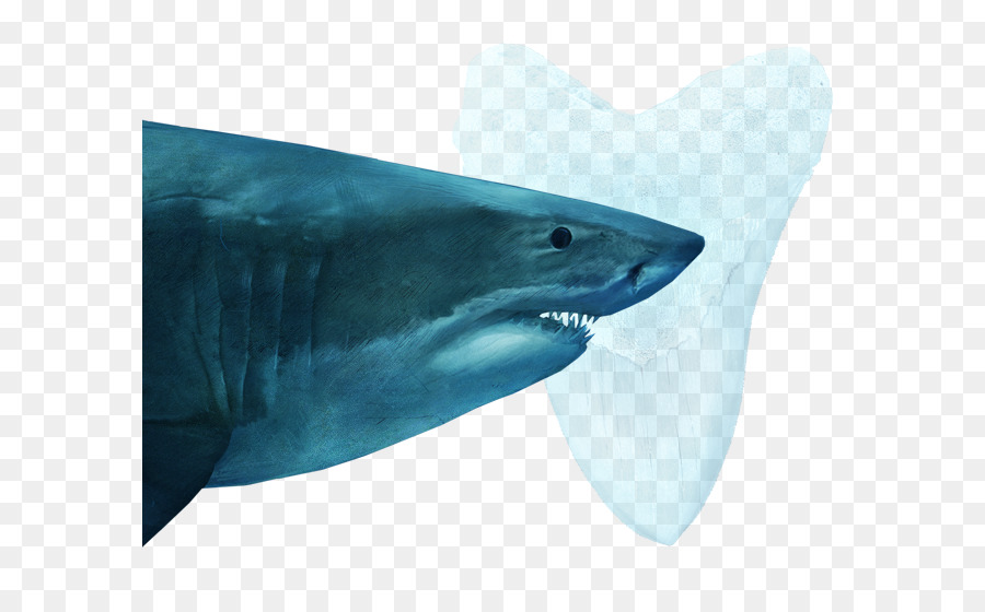Le Requin Tigre，Grand Requin Blanc PNG