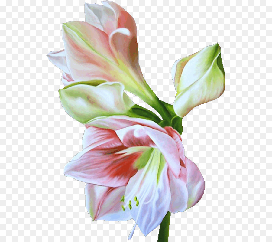 Fleur Colorée，Fleurir PNG