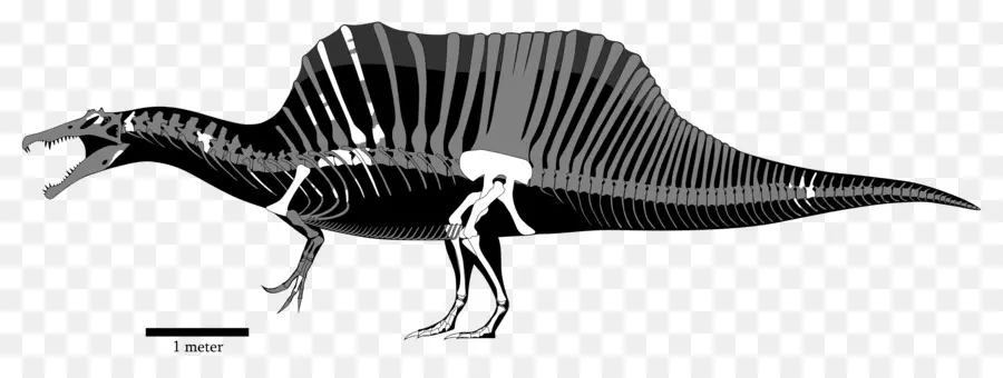 Squelette De Dinosaure，Préhistorique PNG