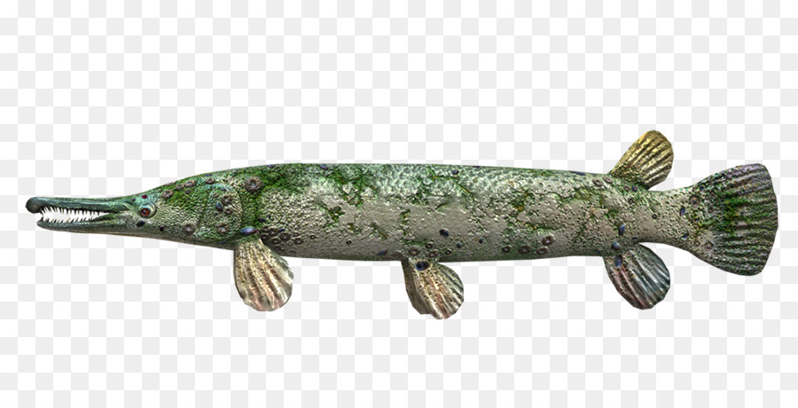 Poisson，Aquatique PNG