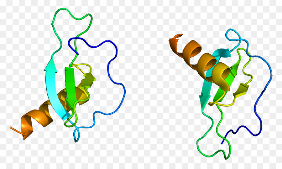 Structure Des Protéines，Biologie PNG