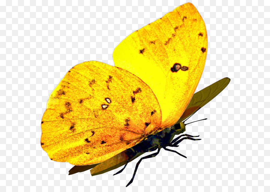 Papillon Jaune，Feuille PNG