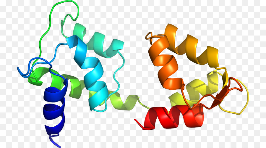 Structure Des Protéines，Biologie PNG