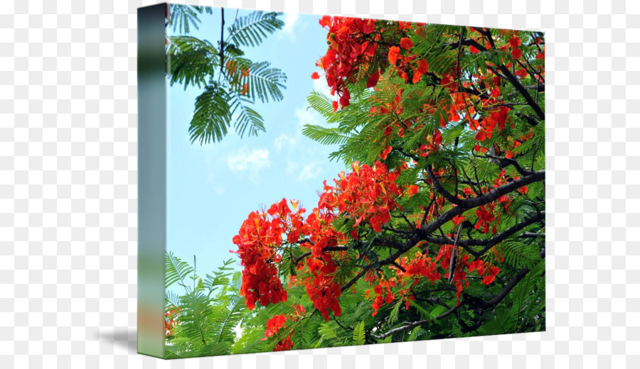 Fleurs Rouges，Fleurir PNG