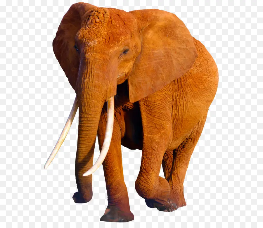 Éléphant，Faune PNG