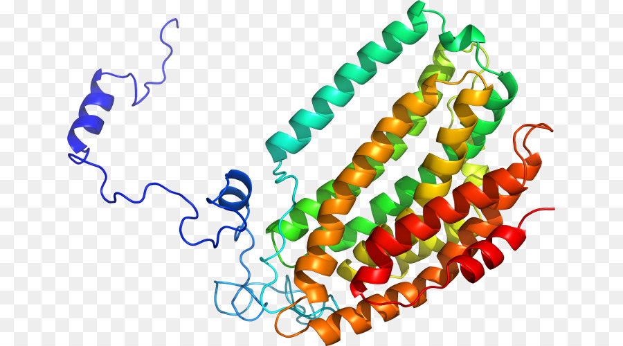Structure Des Protéines，Molécule PNG