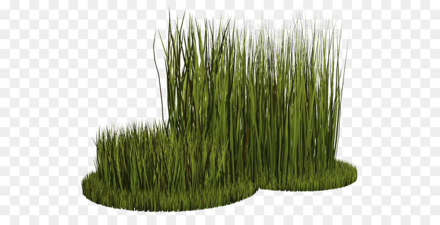 Herbe，Pelouse PNG