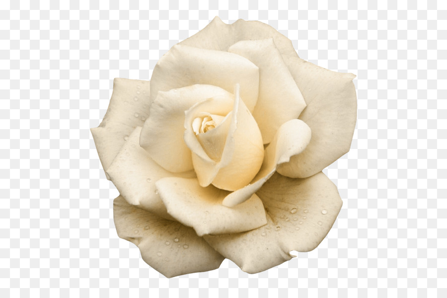Les Roses De Jardin，Conte De Fées Des Fleurs PNG